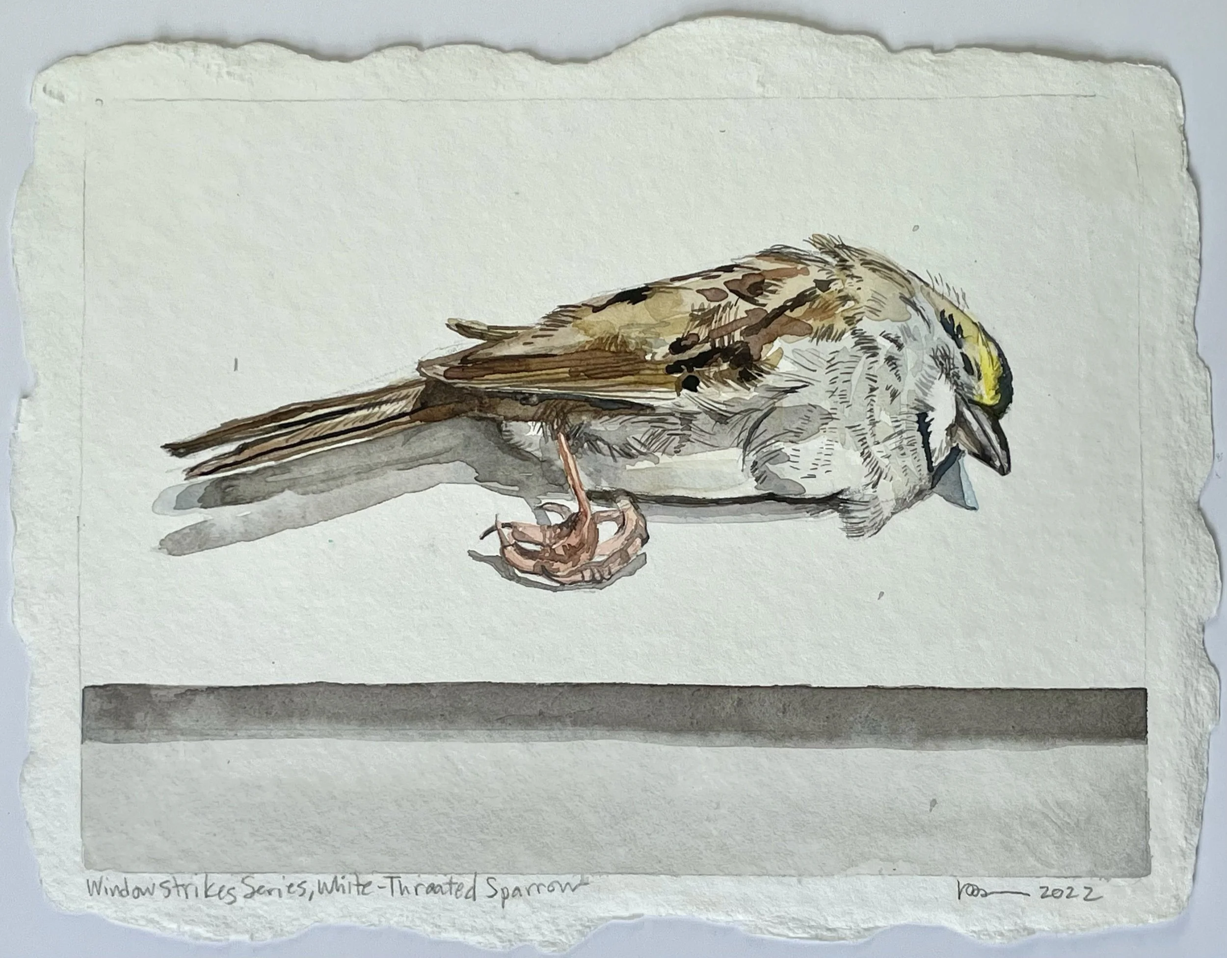 Window Strikes Series , White -Throated Song Sparrow