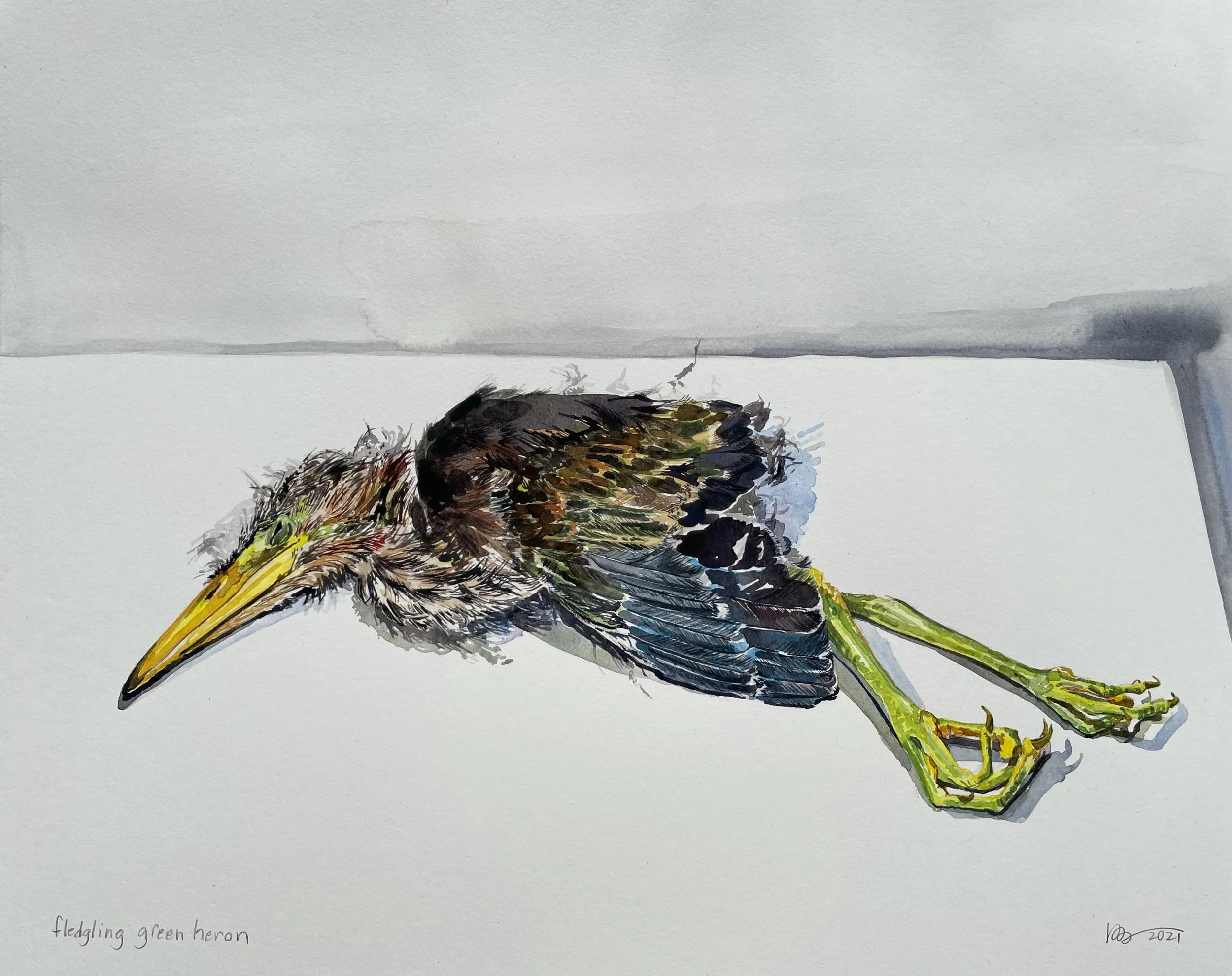 Fledgling Green Heron