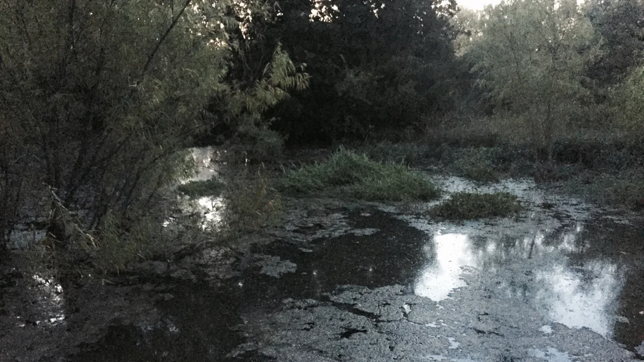 Boggy Creek