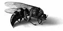 logo_small-bee.jpg