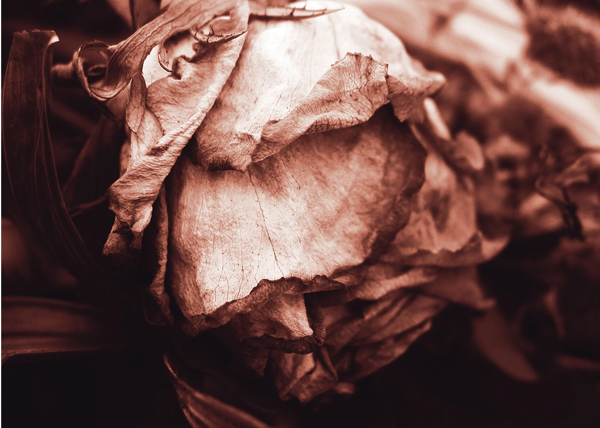 FOE-redrose.jpg