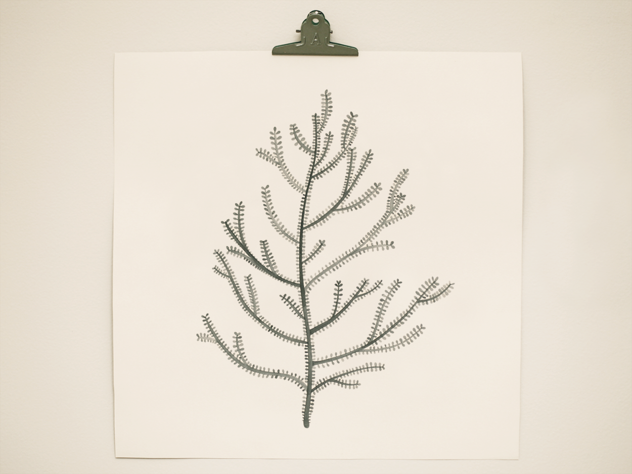 seaweed3.png