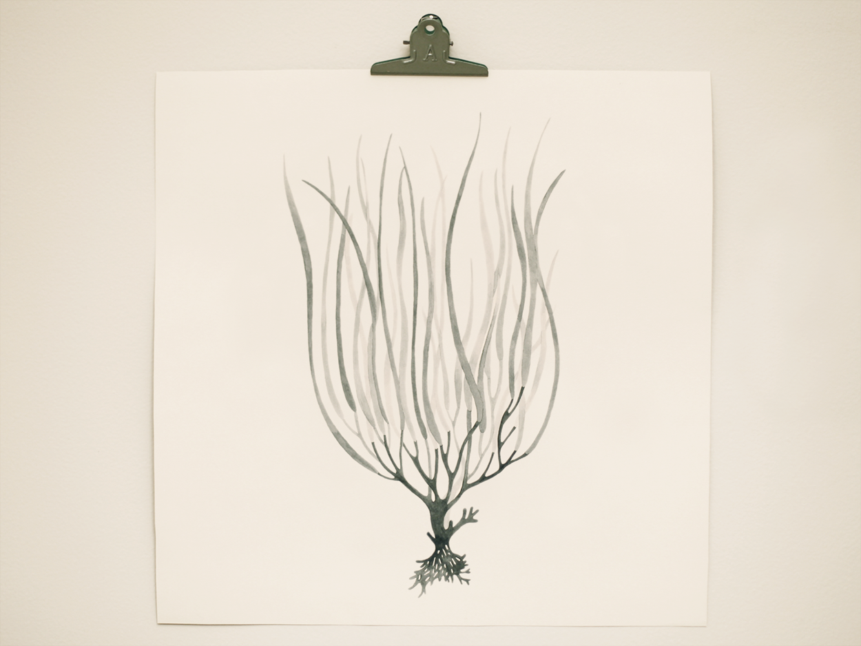 seaweed4.png