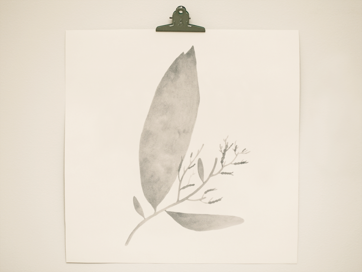 seaweed5.png