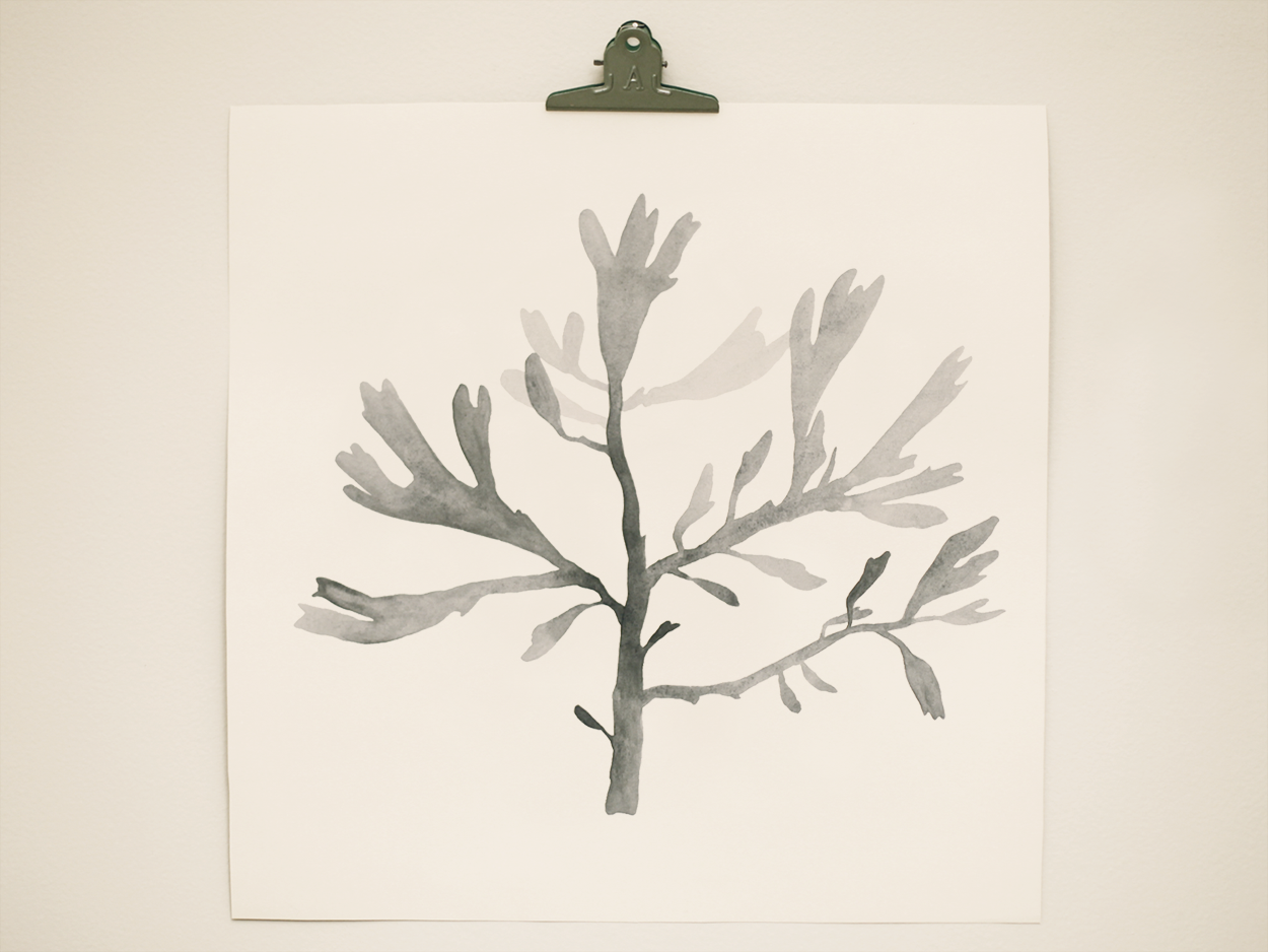 seaweed6.png