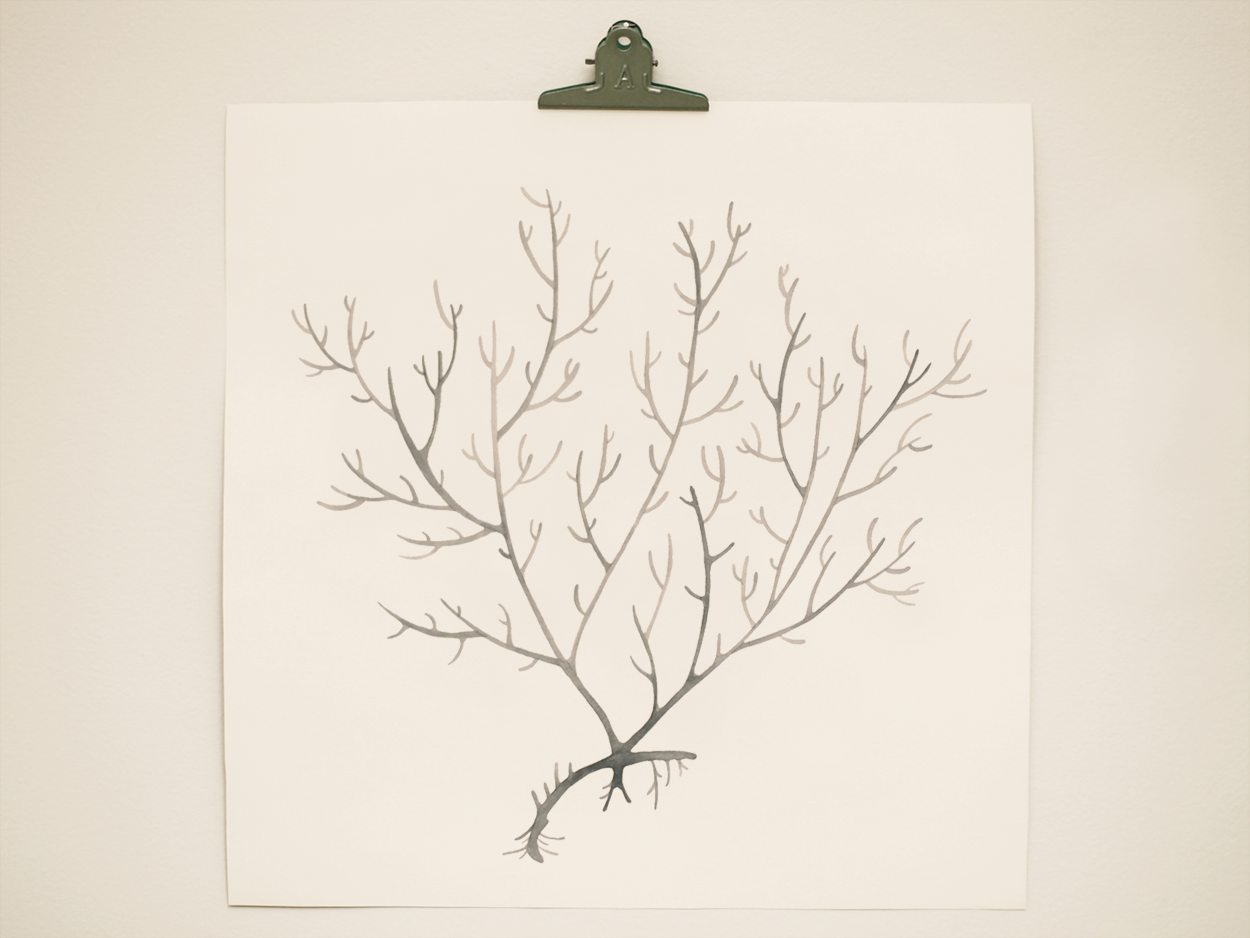 seaweed8.png