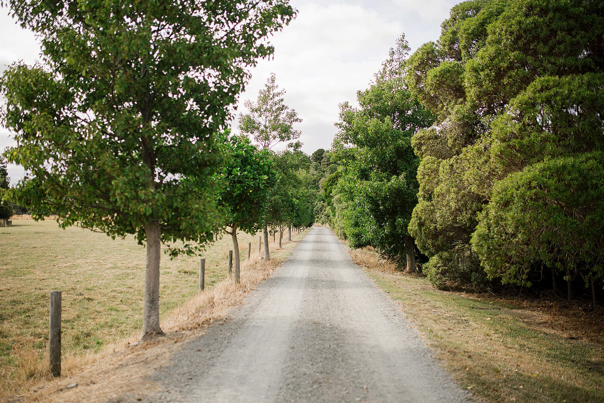 Toni-Larsen-Tarini-Adam-Lacewood-Martinborough-wedding-072-web.jpg