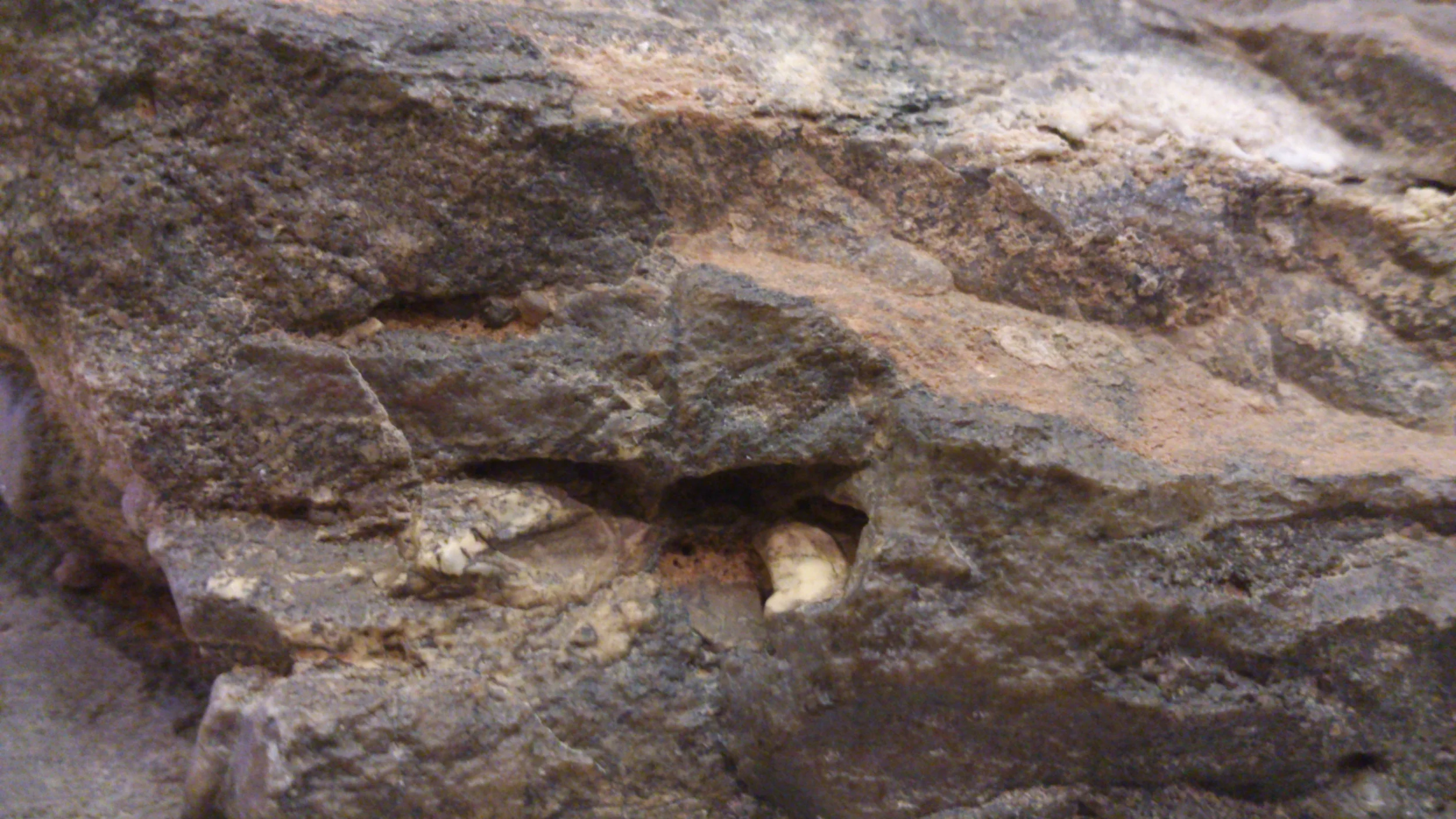 Petrified Wood from Libya found by Annie
