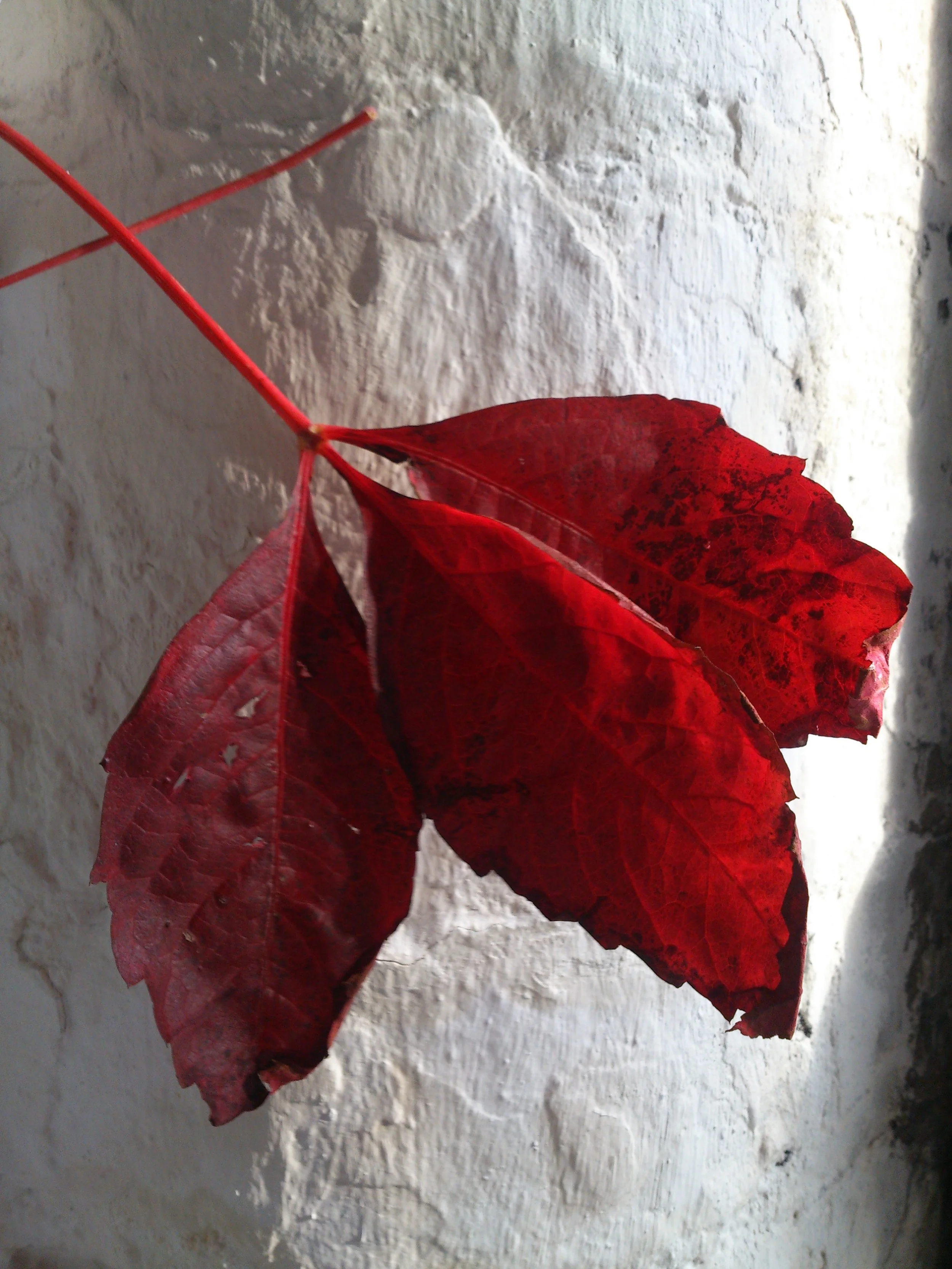Red clematis leaves remind me of home...