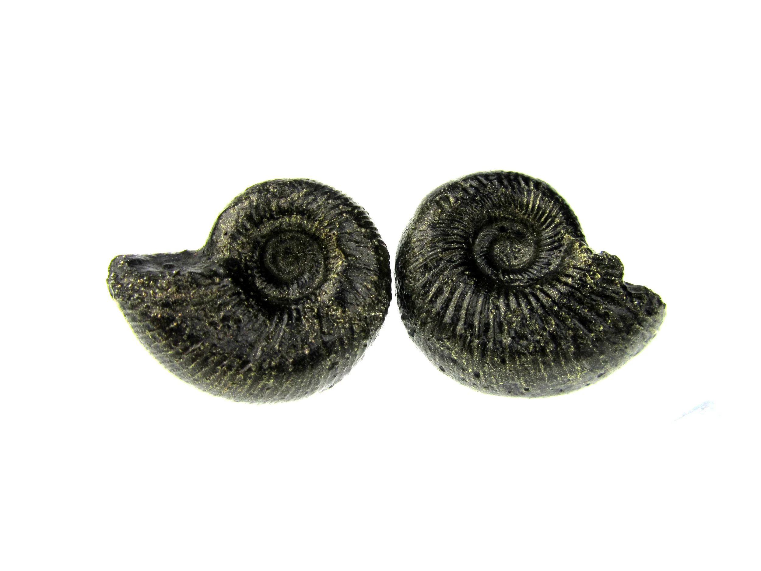jade mellor ammonite fossil cufflinks.JPG