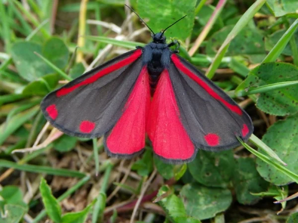 Image of Cinnabar Moth courtesy of Charles J. Sharp Photography