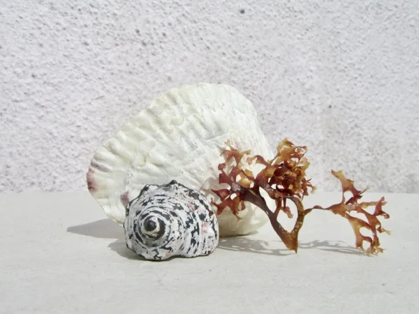 Resin, Carnelian & Silver Ring from New Collection "Conchology" amongst some beach finds