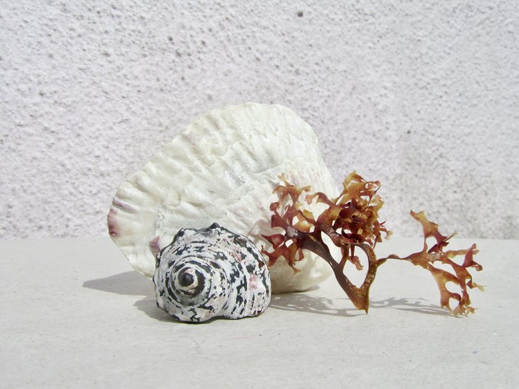 conchology jade mellor white shell ring.jpeg
