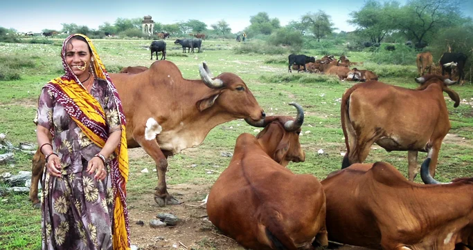 – Venture Dairy, India