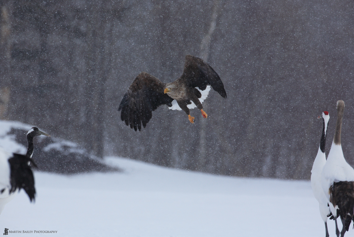 HokFeb2006_039_White_Tailed_Eagle_5700.jpg