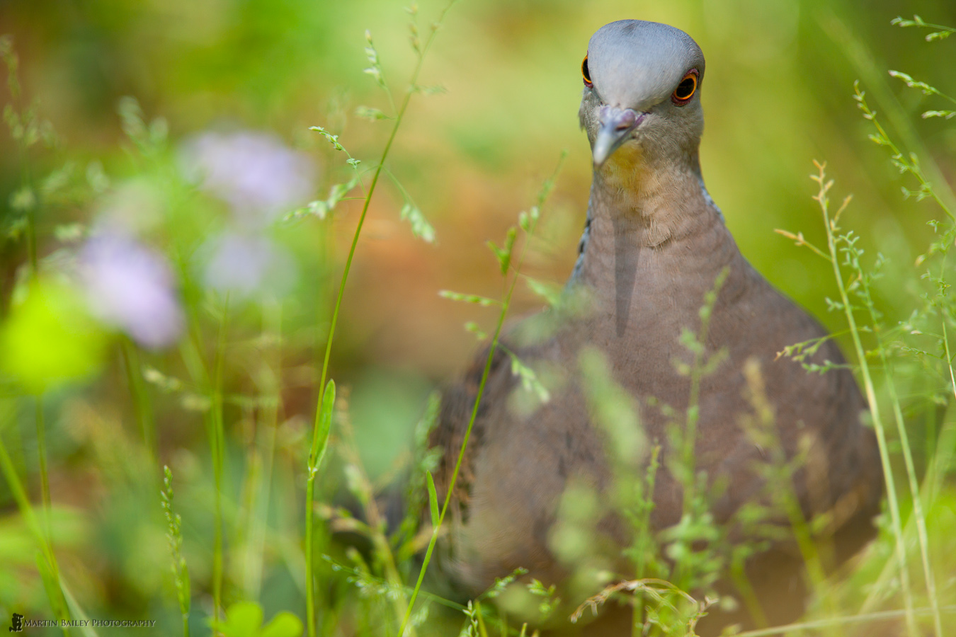 MBP_Eastern_Turtle_Dove_Jindaishokubutsukouen_20090501_18701.jpg