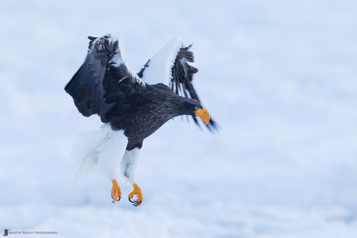 MBP_Hokkaido_Rausu_20110203_9813.jpg