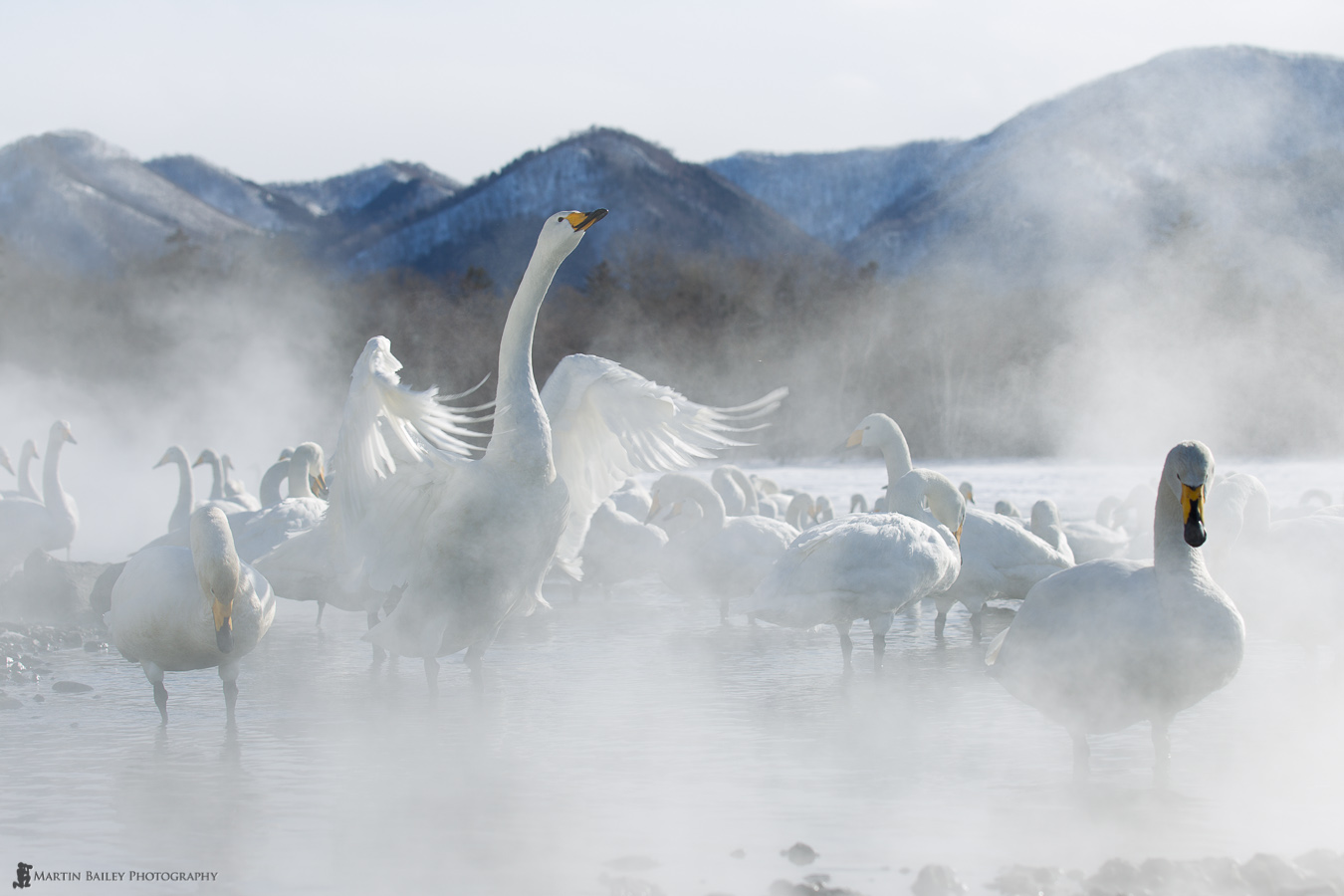 MBP_Whooper_Swans_20120219_8625.jpg