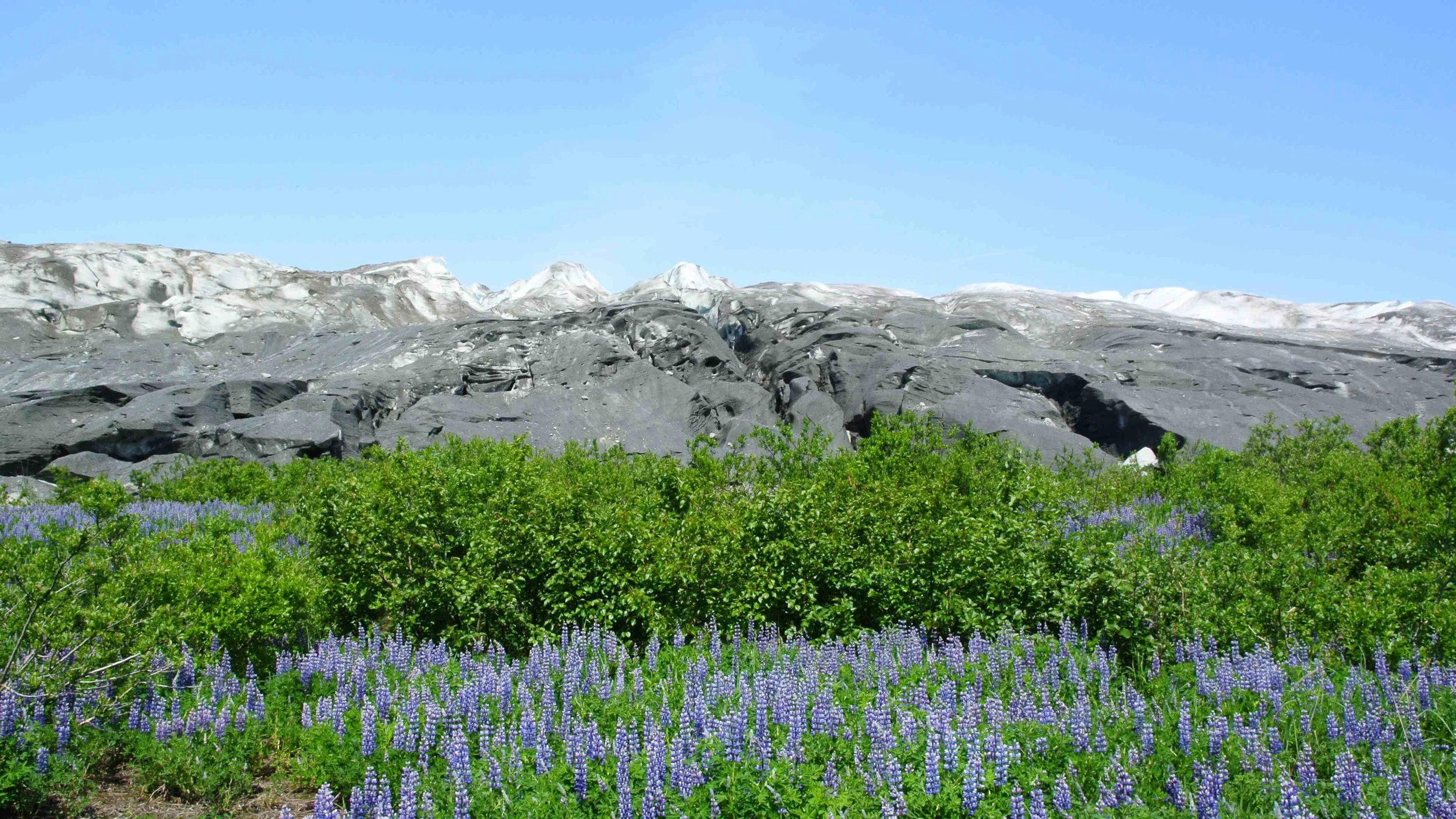 Lupine with the Taku Glacier terminus. Photo: Salvatore G. Candela