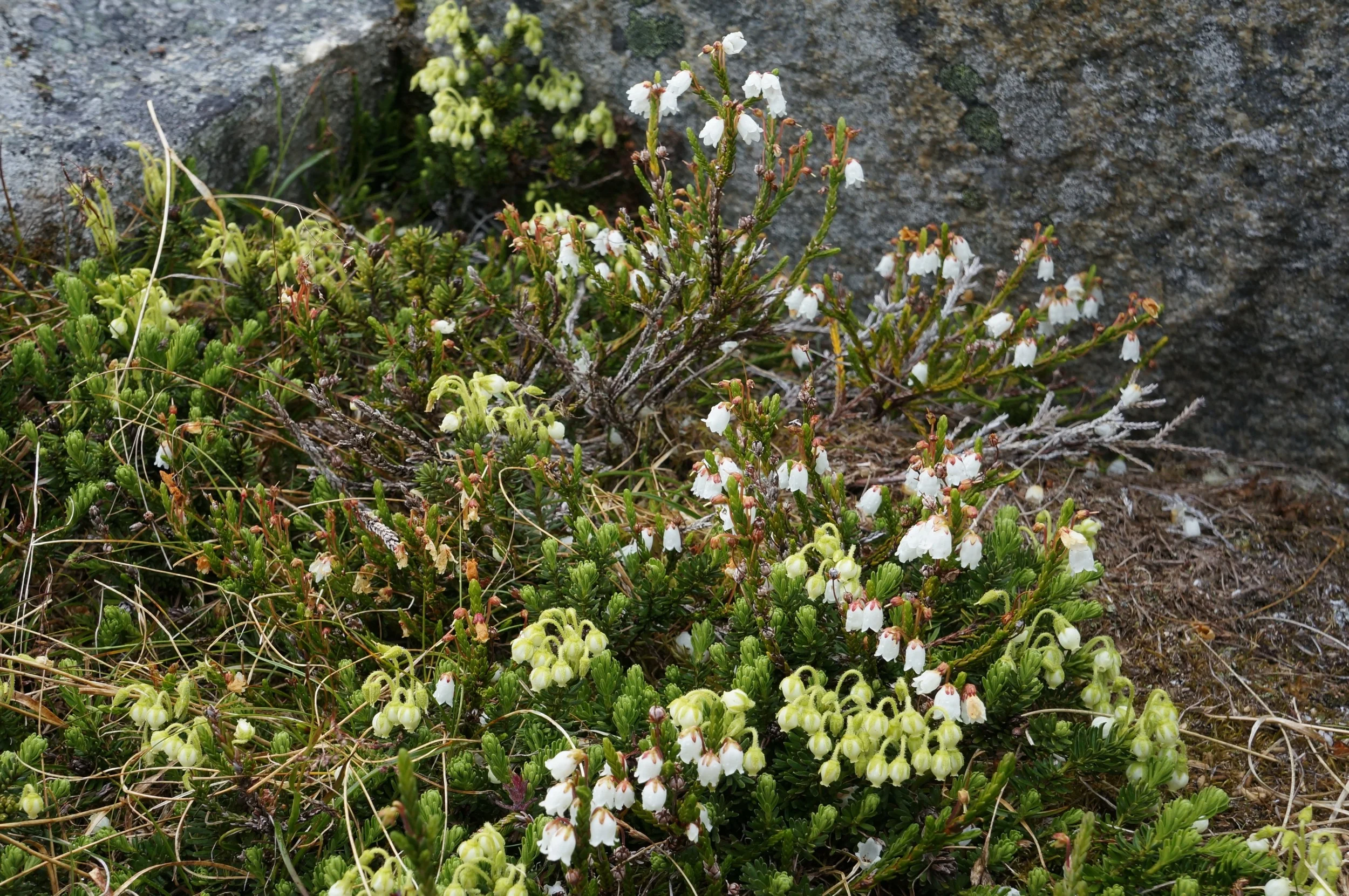 Phyllodoce glanduliflora on the icefield. photo by Alex Micheler