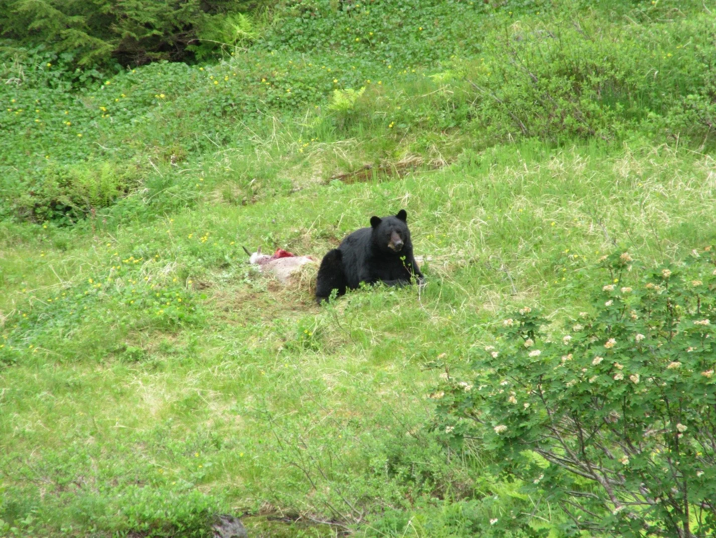 The bear eats the goat. Photo: Gavin McNamara.