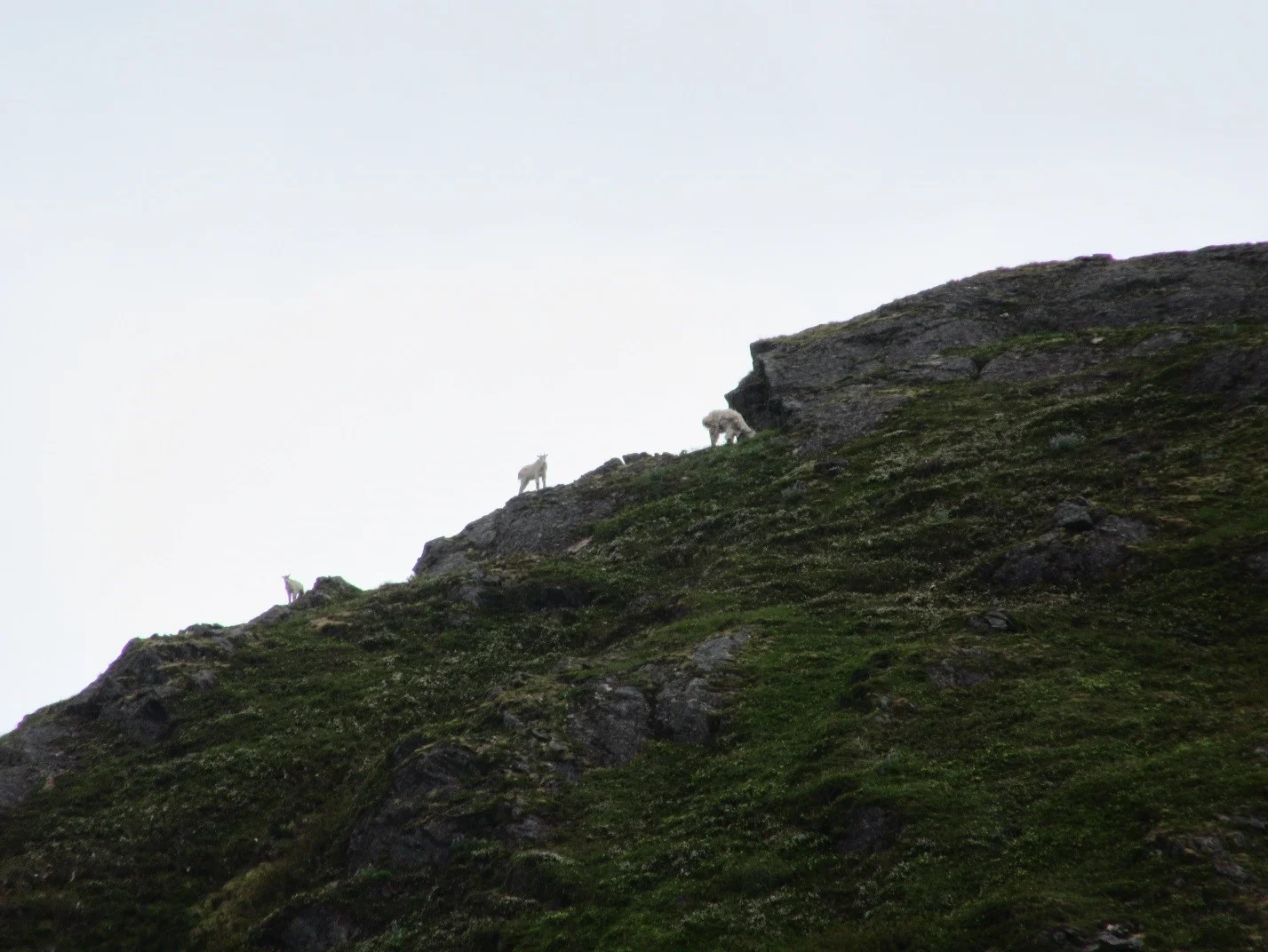 Other goats look on. Photo: Gavin McNamara.