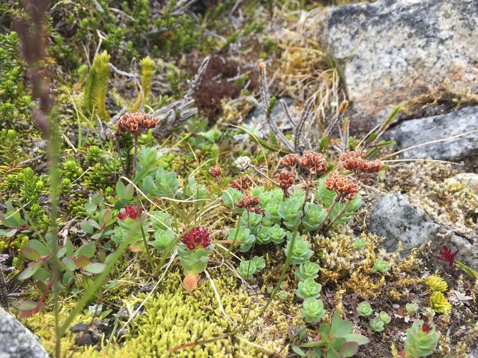 High diversity of plants found at mid-elevation in a transition zone between the rocky top and highly vegetated valley. Some species in this photo include: Rose Root, White Mountain Heather, Yellow Mountain Heather, Mosses, Grasses, and Fireweed. Photo credit: Susannah Cooley.