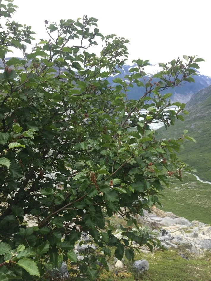 Alder Tree – found at lower elevation in a highly vegetated zone. Photo credit: Susannah Cooley.