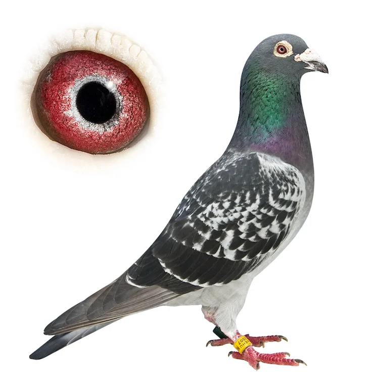 1000X1000 4527.jpg