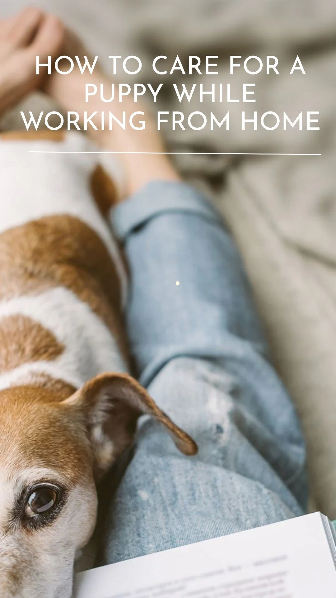 What to Do With A Puppy While Working From Home A Complete Guide