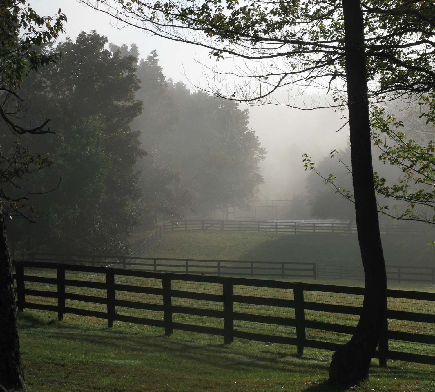 Paddock Fence line in the mist