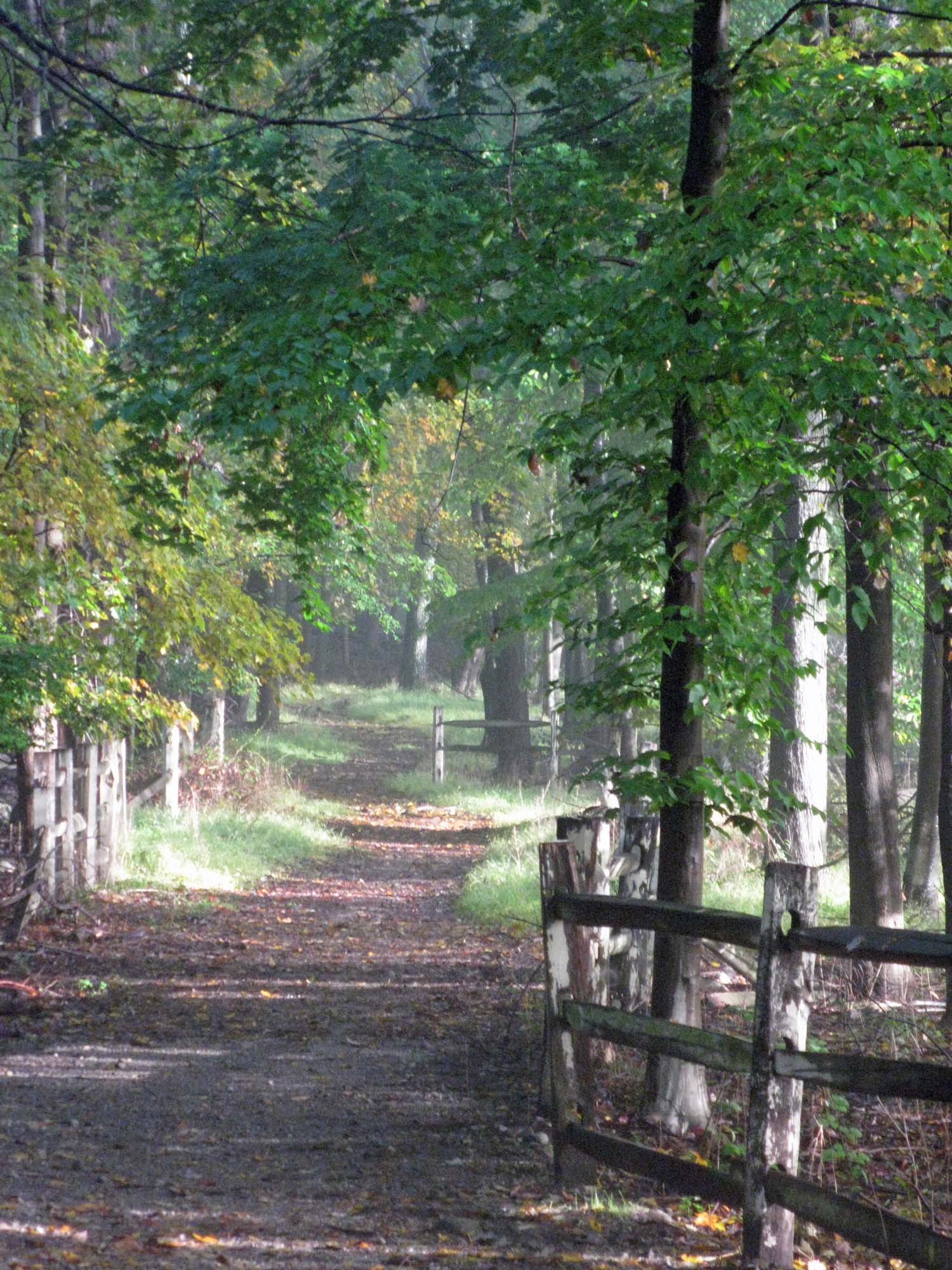 View of wooded trail past outdoor ring