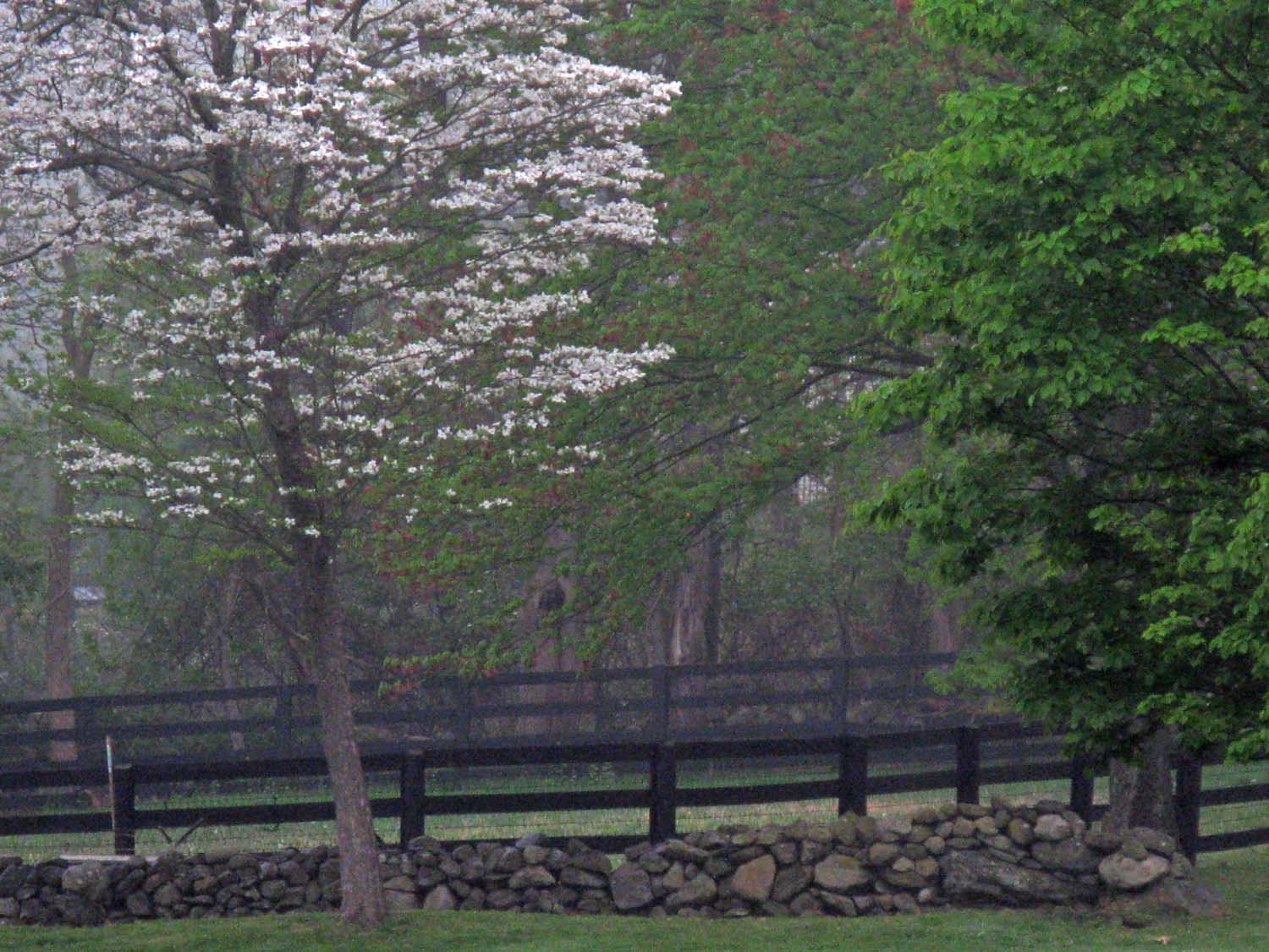 Dogwood in bloom near paddock