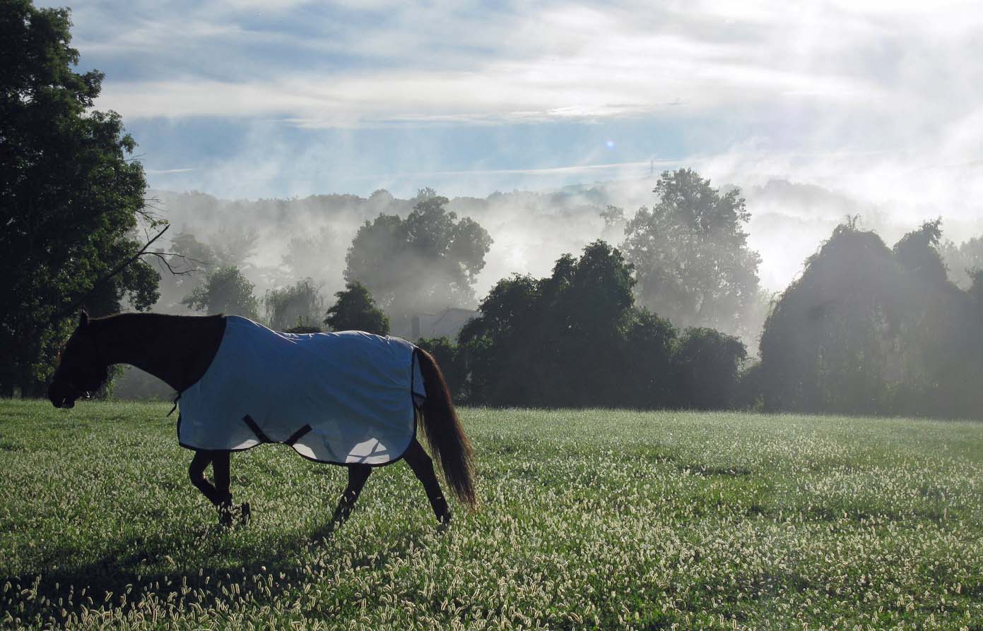 Horse walking across pasture in misty morning