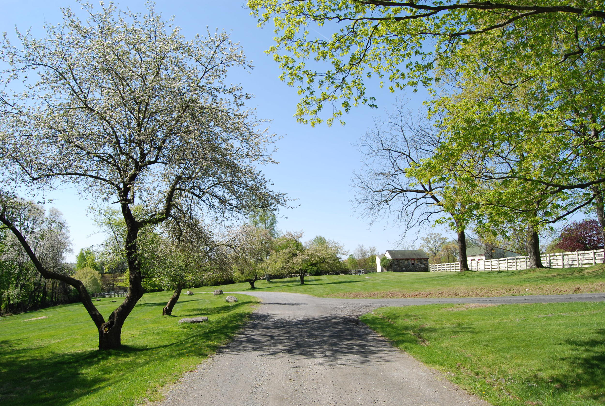 Flowering trees, looking across lawn