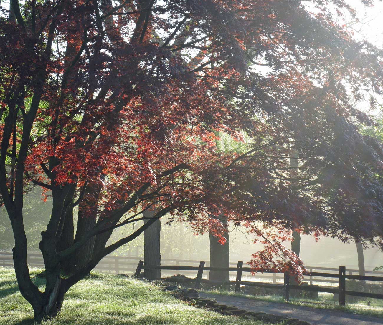 Springtime Red Maple and field in mist