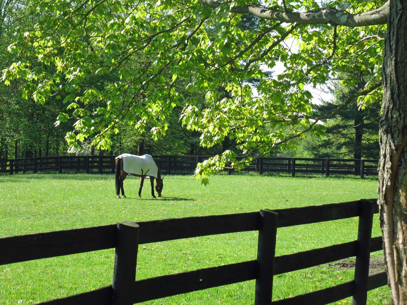 Horse grazing in summer field with leafy tree overhang