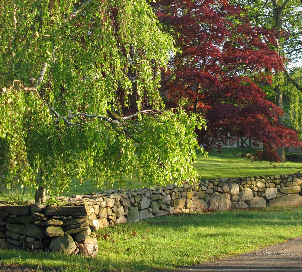 Willow tree overhanging a stone wall