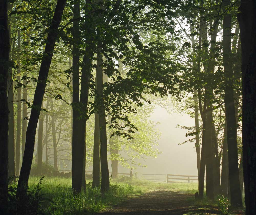 View of wooded trail and paddock