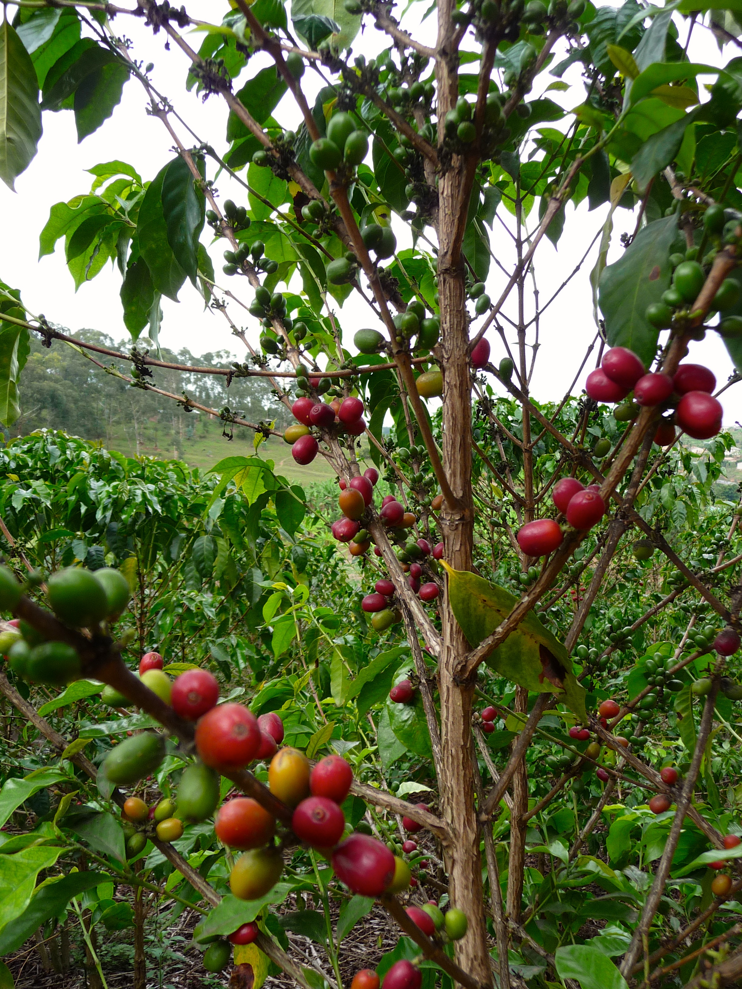 Coffee-closeup.jpg