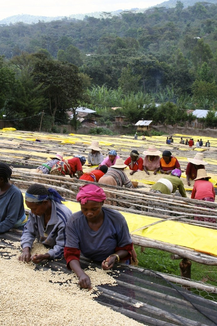 women sorting coffee_2_1.jpg