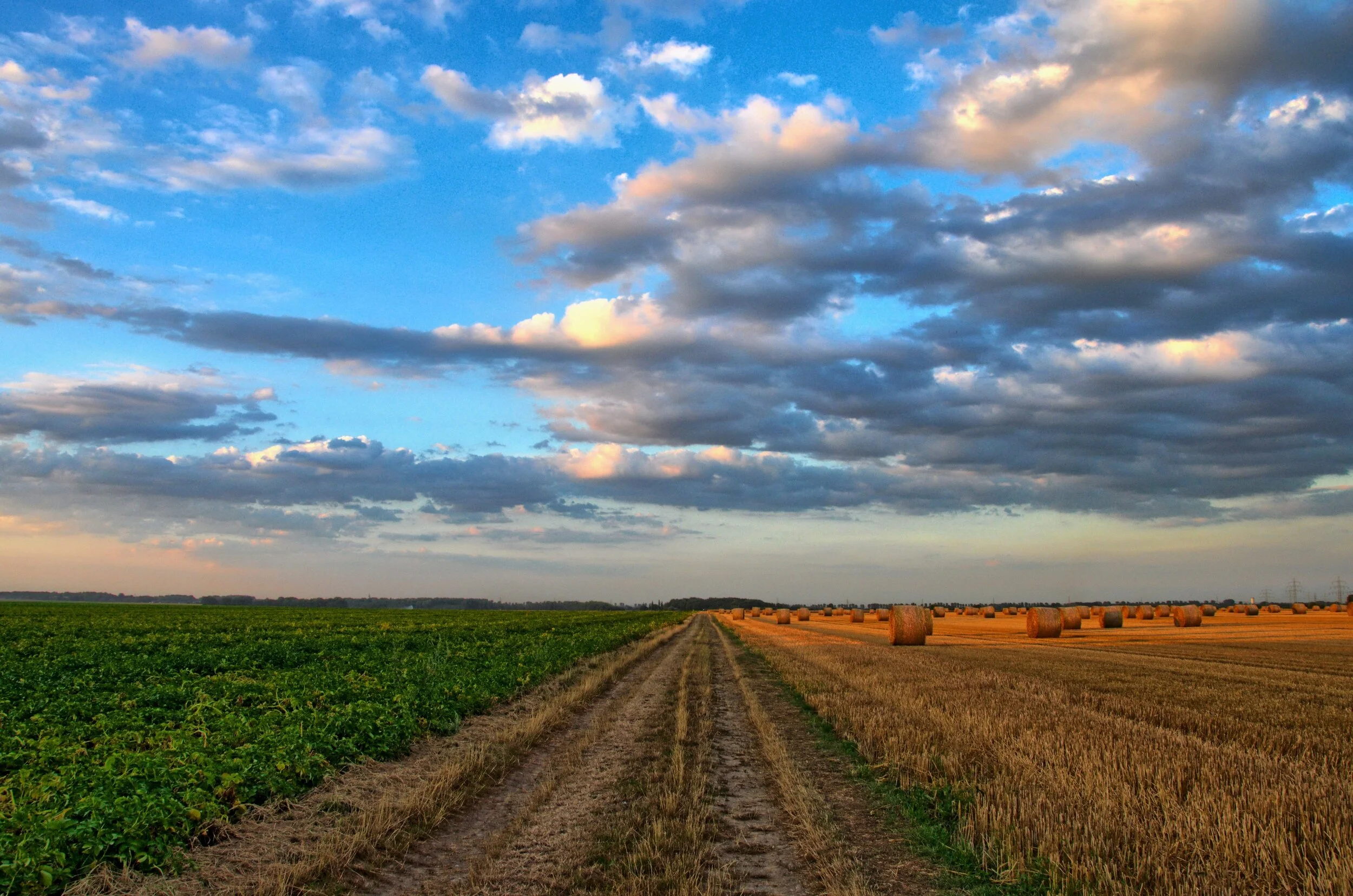 Banner - field-213364.jpeg