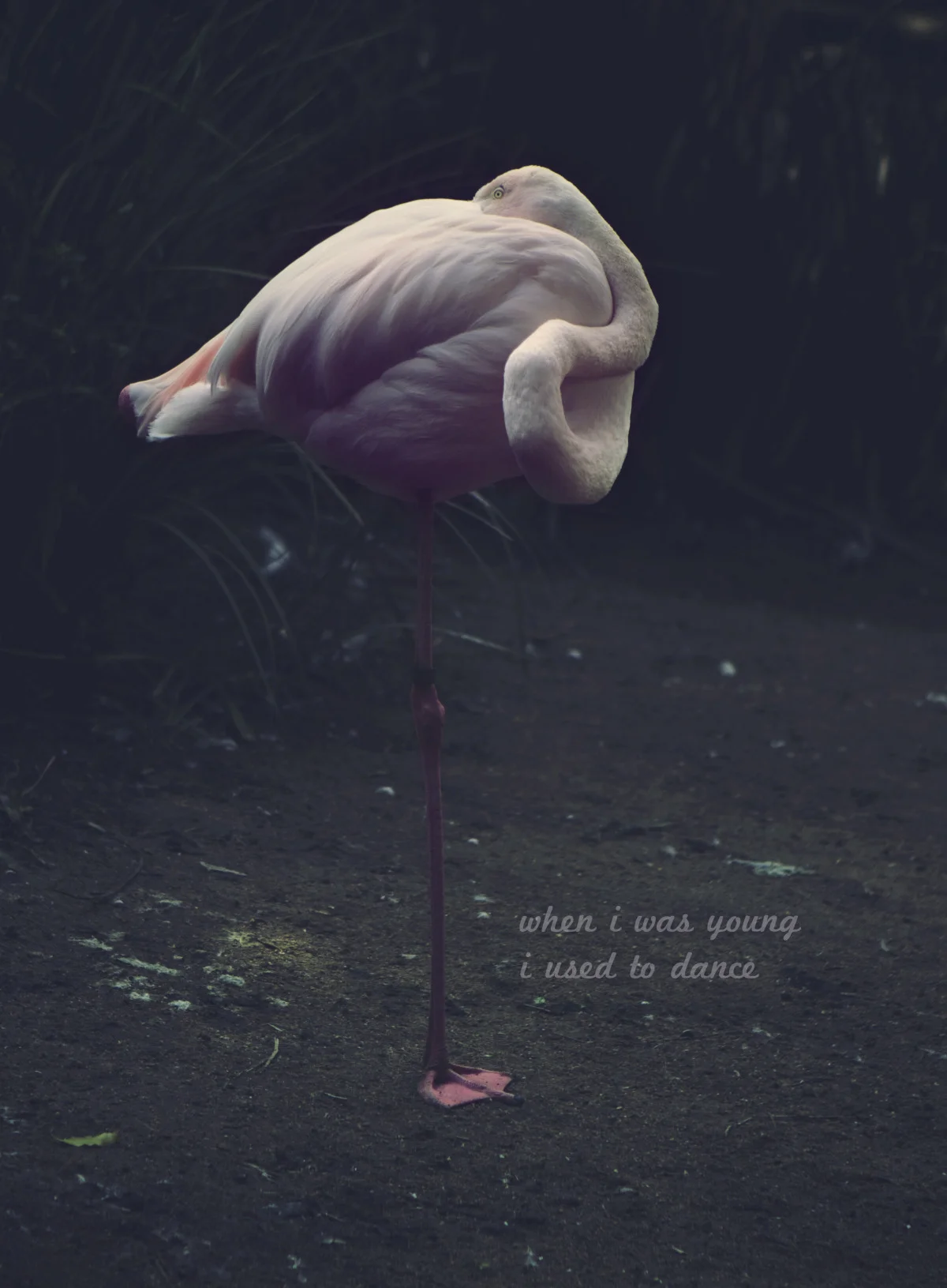 flamingo.jpeg