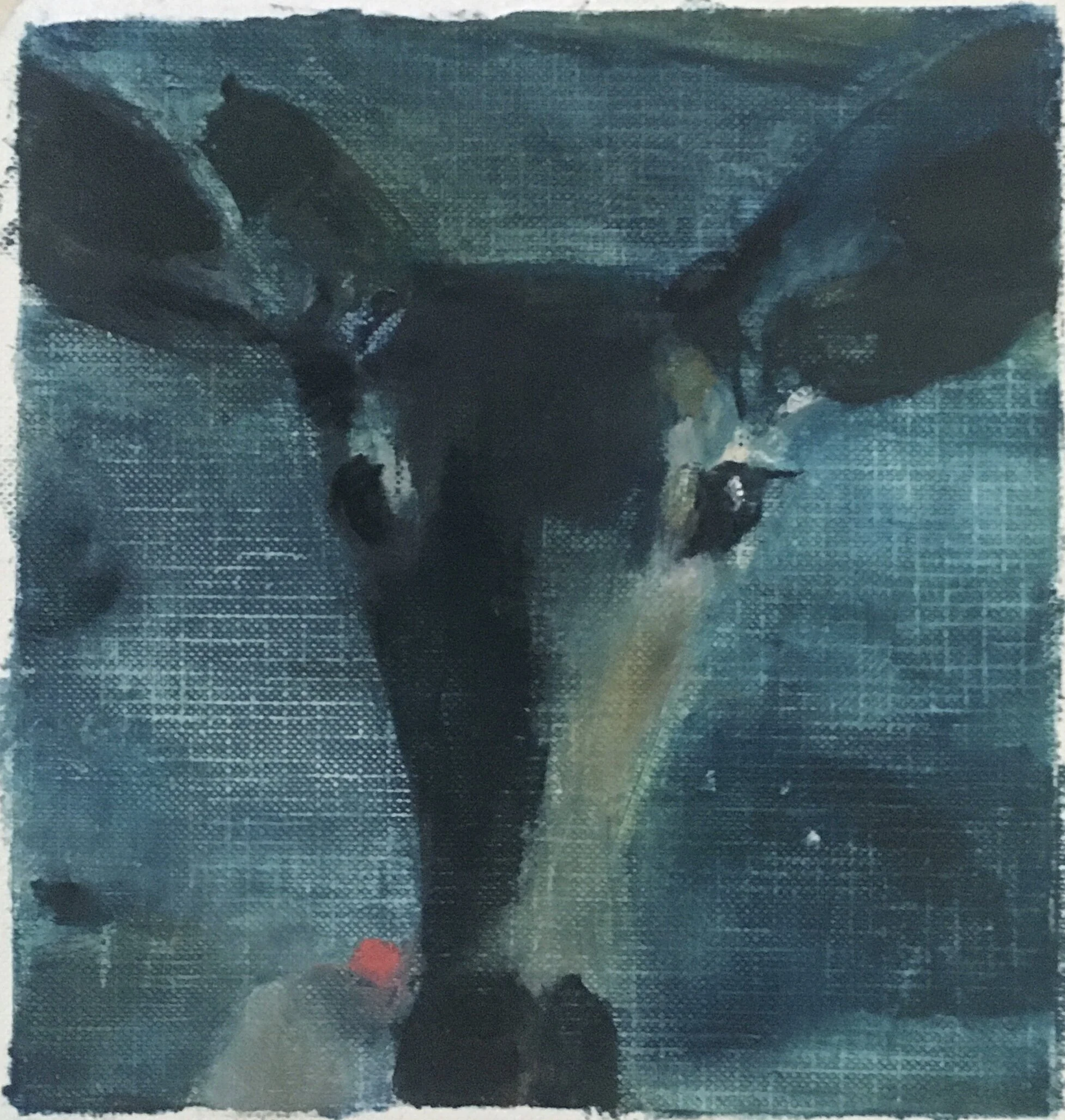doe 