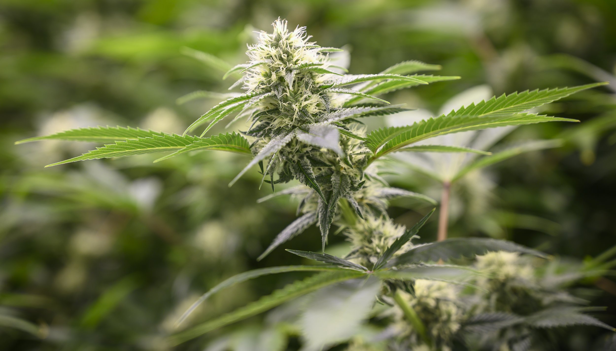  A cannabis flower grown by the Santa Cruz Veterans Alliance. Photo courtesy of Ethan E. Rocke/Coffee or Die Magazine.  