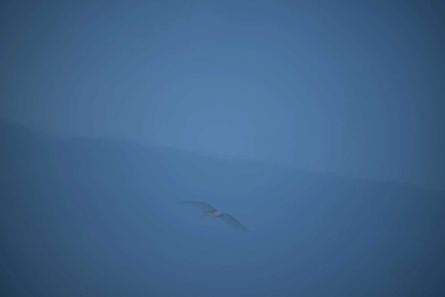 Gull through a morning lens