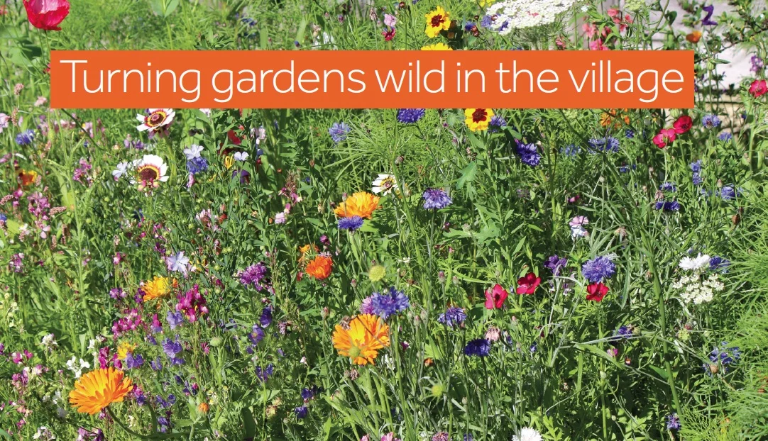 Make a wildflower garden or patch in your Cuckfield garden