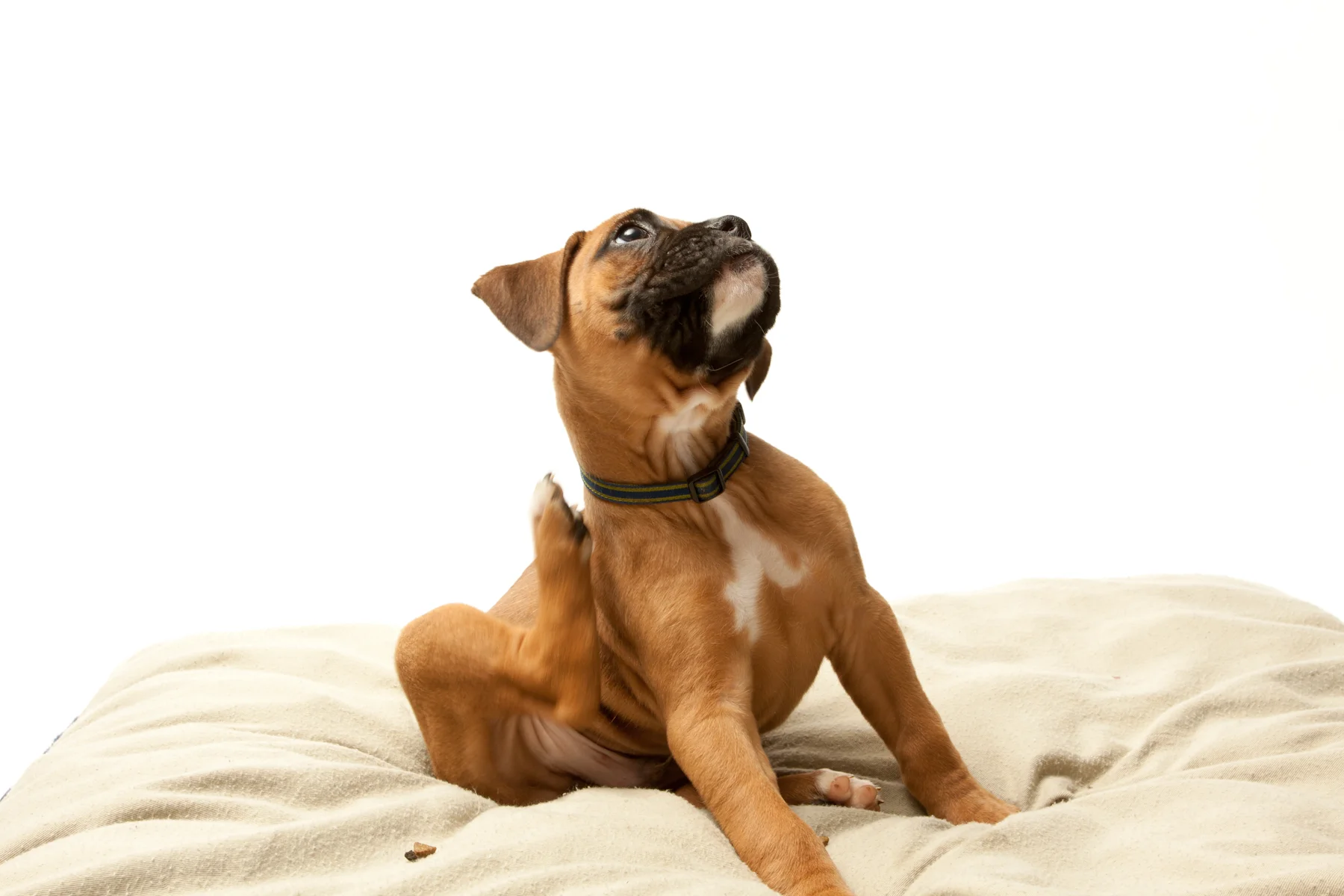 pups 150.jpg