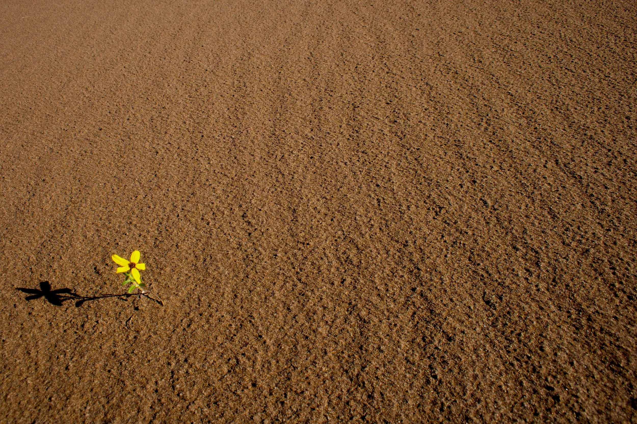 Dune Flower
