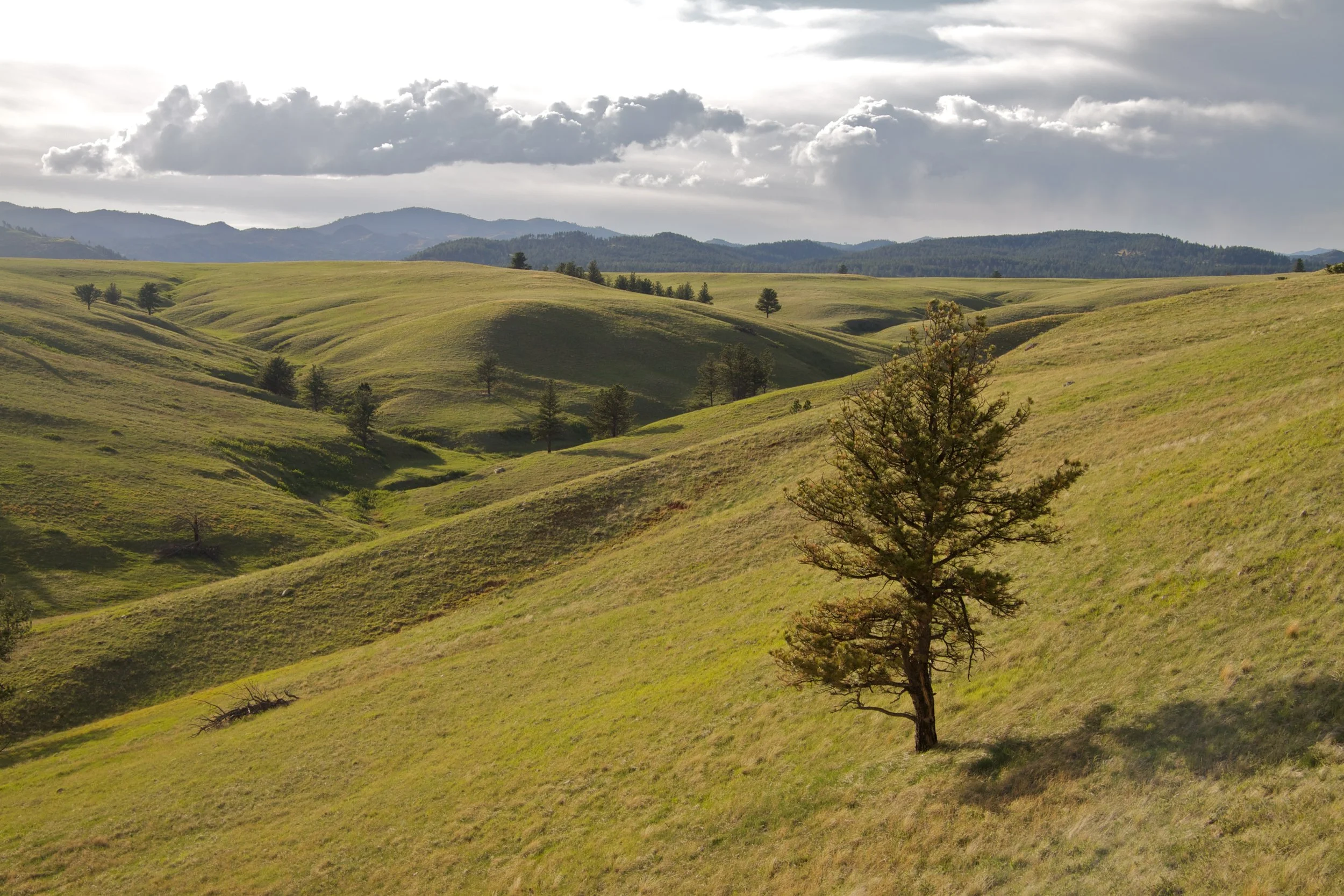 Wind Cave Prairie